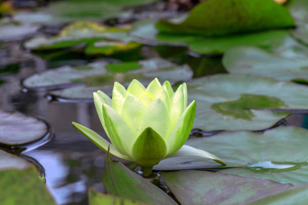 istock Yellow Water lily in water garden. Nymphaea flower, side view 1130729489