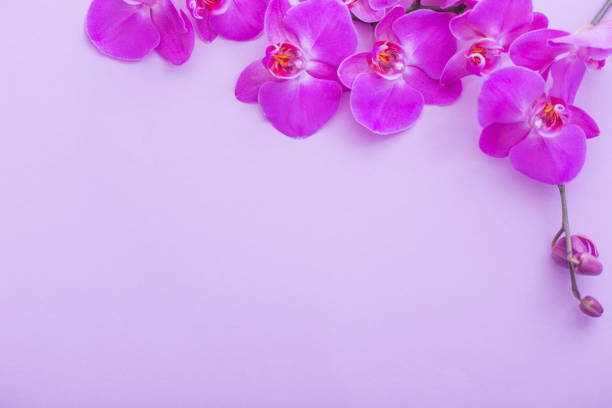 istock the beautiful orchid flowers 1130729828