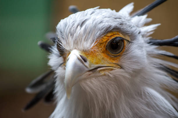 istock Bird secretary with huge eyelashes. Sagittarius serpentarius. Close Up Portrait 1130729982