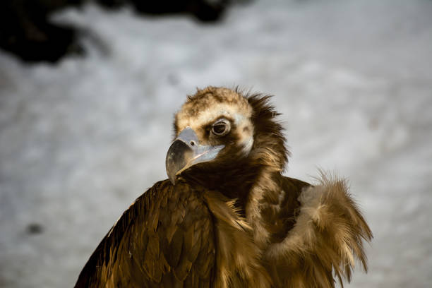 istock Bird of prey - black vulture. Aegypius monachus 1130733103