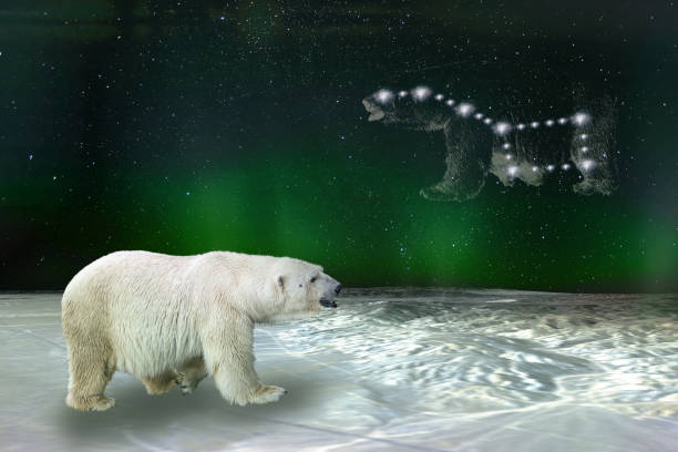 niedźwiedź polarny i konstelacja wielkiego niedźwiedzia ursy. elementy tego obrazu dostarczonego przez nasa. - polar bear arctic animal snow zdjęcia i obrazy z banku zdjęć