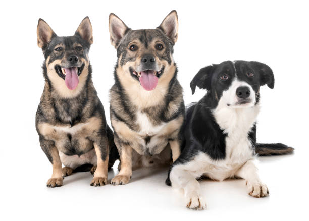 istock group of dogs 1130734568