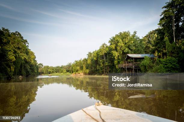 River Kinabatagan Stock Photo - Download Image Now - Animal Wildlife, Animals In The Wild, East Malaysia