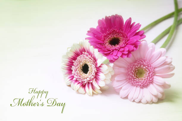 istock three gerbera flowers in pink and white on a bright background with copy space, greeting card with text Happy Mother's Day 1130735478