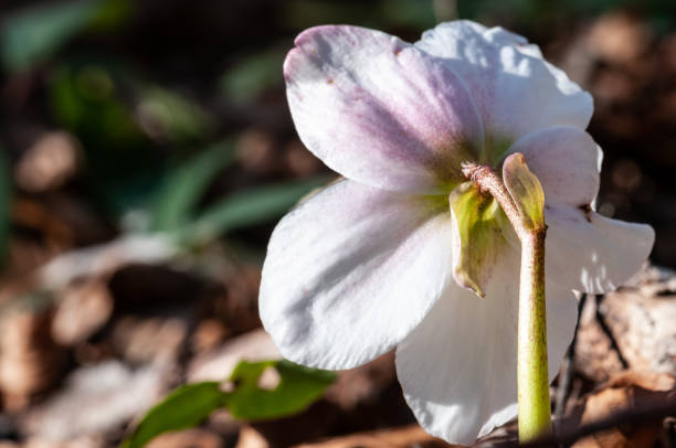 istock Helleborus flower in forest on sunlight 1130735495