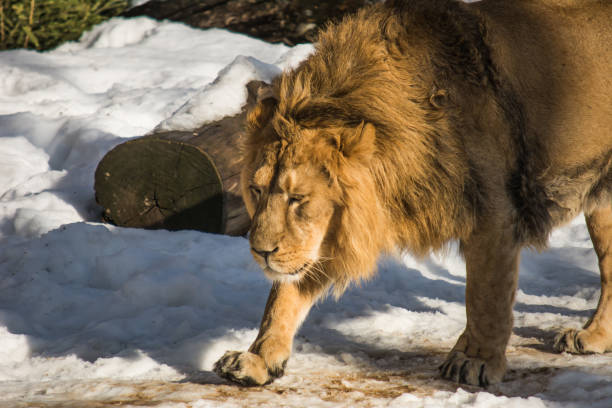 istock Lion walksa in the snow 1130735565