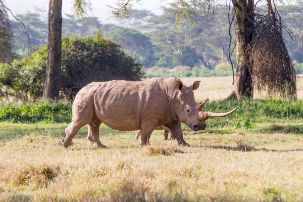 istock White Rhino in Kenya 1130735851