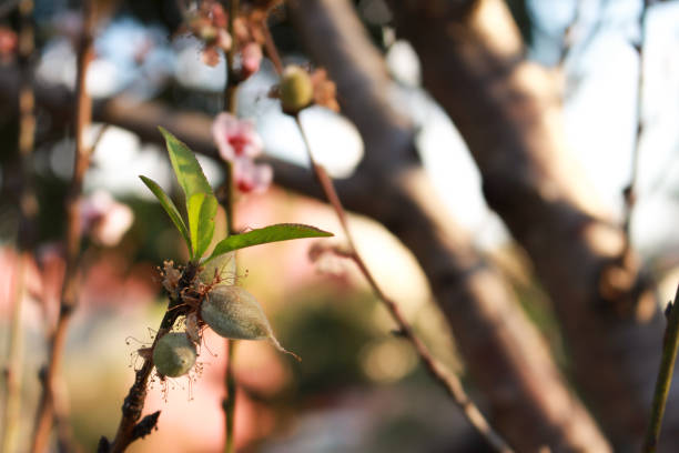 istock Peach tree with small peaches and flowers 1130738157
