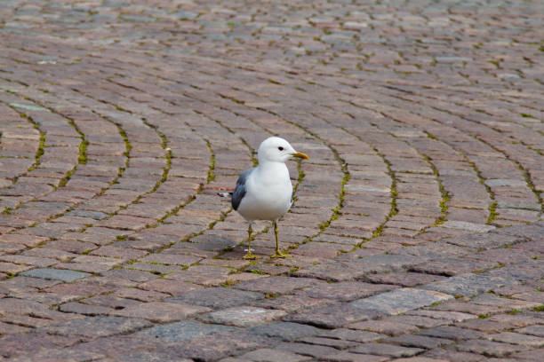 istock single Gull on the city sidewalk 1130739128