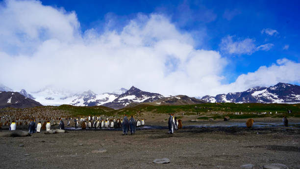istock Penguins on Rocky Beach with Snowy Mountains, panorama 1130739196