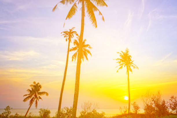 palmera en long beach - los angeles county long beach california sunset fotografías e imágenes de stock