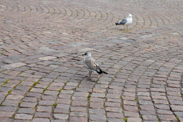 single Gull on the city sidewalk