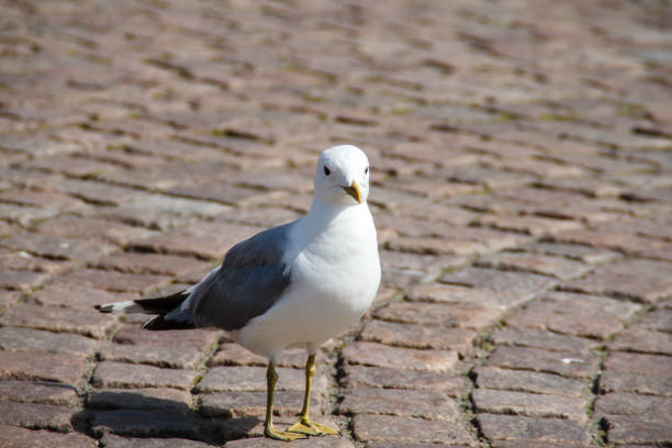 A close up of the seagull (Larus crassirostris).