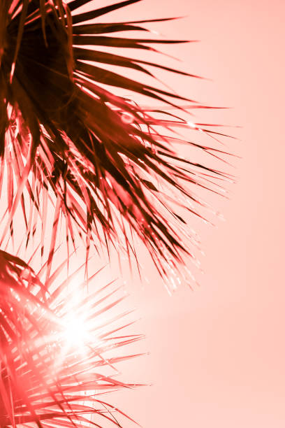 istock Branches of palm tree toned in living coral 1130740332