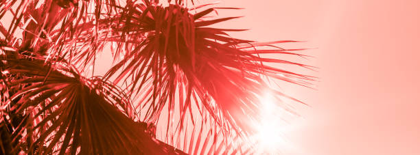 istock Branches of palm tree toned in living coral 1130740362