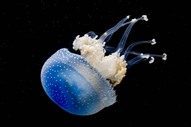 水族館の白い斑点のあるクラゲ (phyllorhiza ホタルブクロ) - scyphozoa ストックフォトと画像