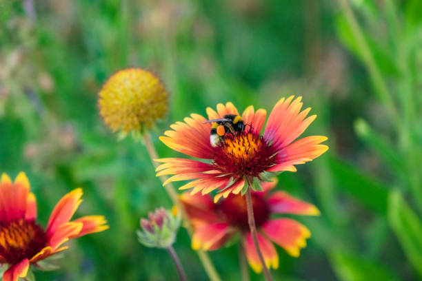 istock Achillea milefolium pollinated with Bee 1130741019