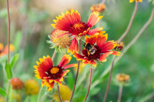 istock Achillea milefolium pollinated with Bee 1130741098