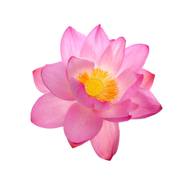 istock Isolated Sacred lotus 1130741219