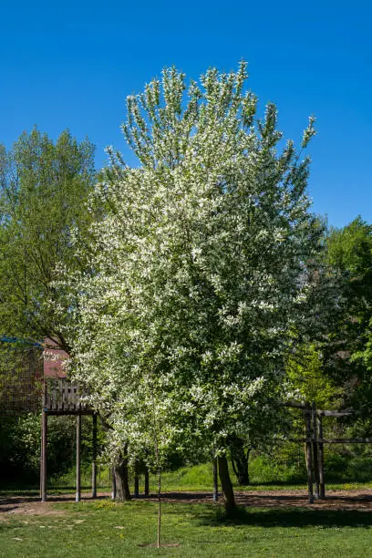 A bird cherry tree (Prunus padus) in a garden on a sunny day in spring