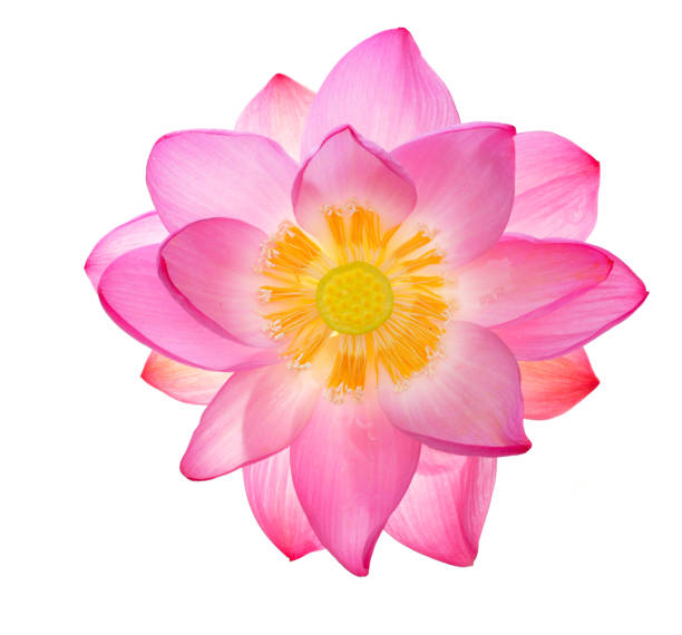 istock Isolated Sacred lotus 1130741278