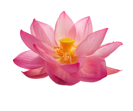 Pink lotus on pond with soft sunlight on panorama background, Lily water flower on the lake