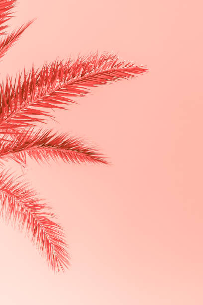 istock Branches of palm tree toned in living coral 1130741573