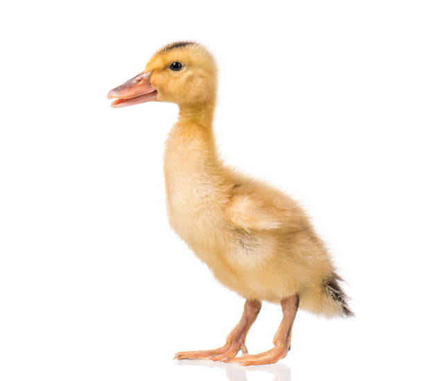 istock Cute newborn duckling 1130741657