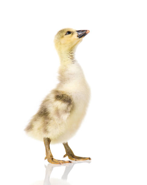 istock Cute newborn gosling 1130741765