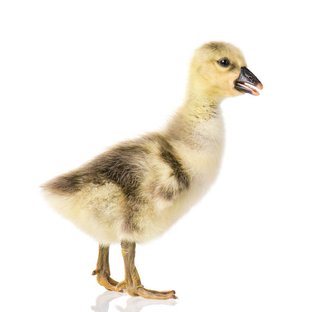 istock Cute newborn gosling 1130741825
