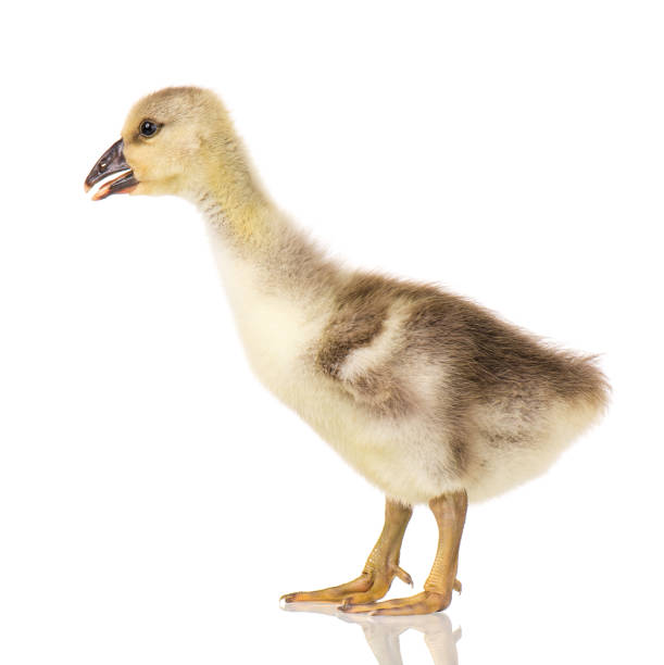 istock Cute newborn gosling 1130741851