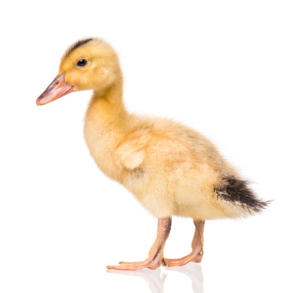 istock Newborn duckling on white background 1130741899