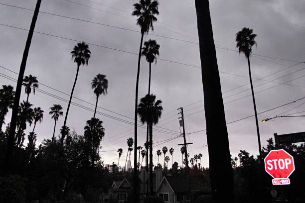 palmy na szarym niebie ze znakiem stop - tropical tree clear sky southern california san diego california zdjęcia i obrazy z banku zdjęć