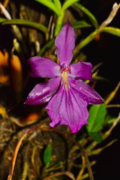 istock Beautiful orchid miltonia 1130742891