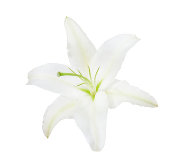 istock White lily isolated on a white background. Lilium Hybrid  - Universe. 1130742924
