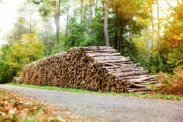 cut tree trunks
