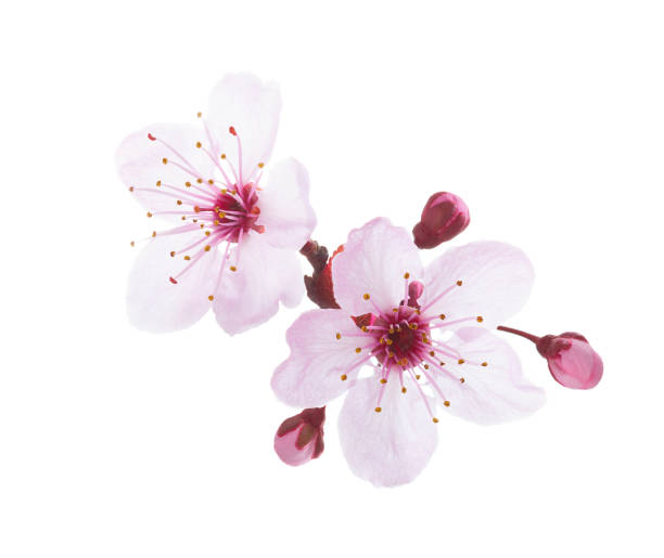 branche en fleur d'isolement sur le fond blanc. prune. - cherry flowers photos et images de collection