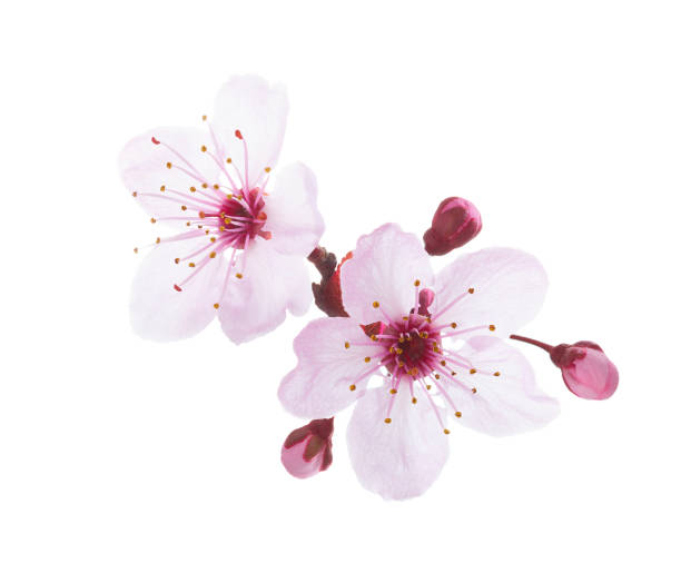 istock Branch in blossom isolated on white background. Plum. 1130743520