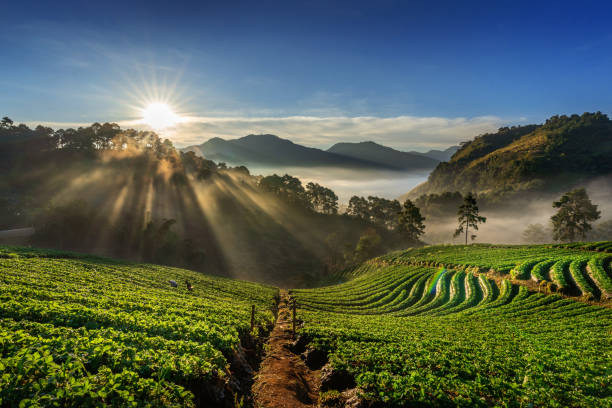 beautiful strawberry garden and sunrise on doi ang khang , chiang mai, thailand. - angola imagens e fotografias de stock