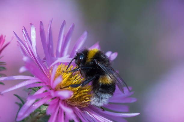 trzmiel na michaelmas daisy - insect animal eye flower flower head zdjęcia i obrazy z banku zdjęć