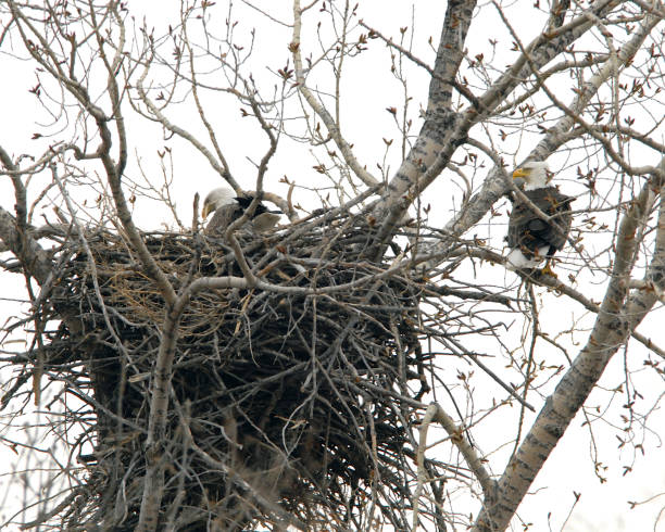 istock Pair of bald eagles at nest 1130749121