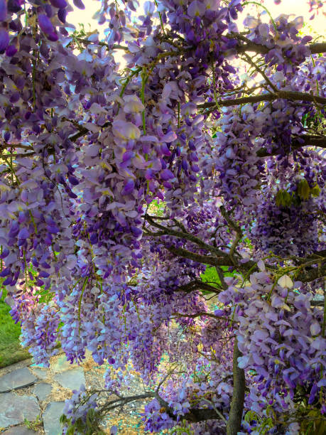 istock Close up Wisteria 1130749564