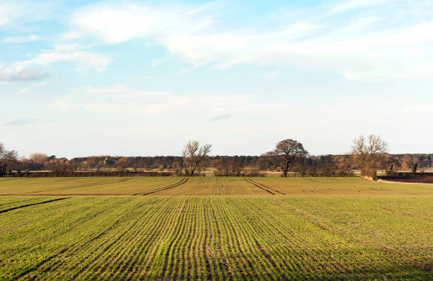 istock Ploughed lines in a grassy field, Yorkshire, England, UK 1130750686