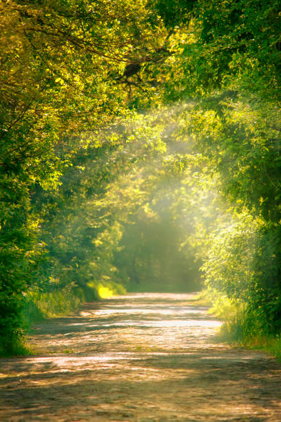 istock Sunny spring or summer landscape in green park with block road, selective focus 1130751005