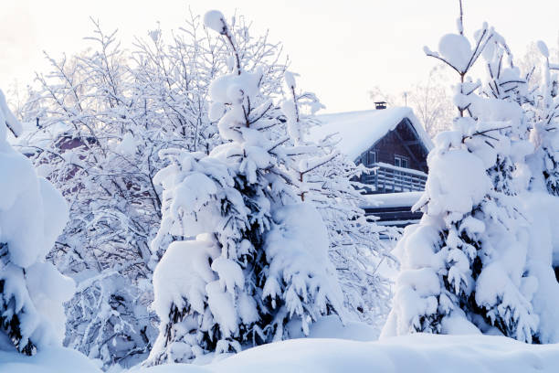 istock Small spruce trees in the winter forest covered with lots of snow 1130751814