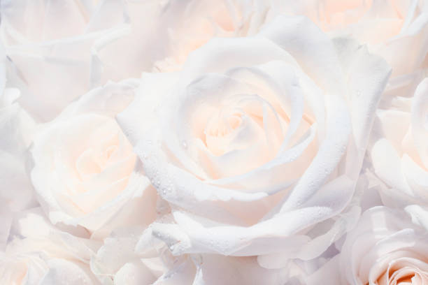 A vibrant display of pink and white striped roses catches the sunlight in a garden setting, exuding a delightful fragrance. The petals have intricate patterns, showcasing nature's artistry.