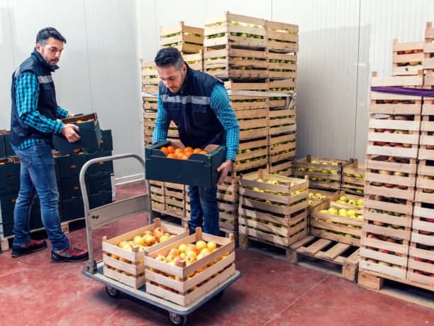istock Fresh fruits and vegetables in warehouse 1130752293
