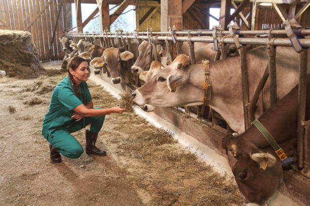 istock Female veterinarian inspecting cows responses 1130752323