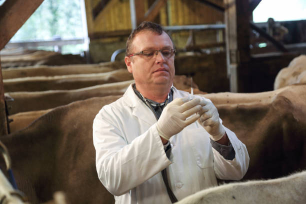 istock Veterinarian holds syringe with antibiotics 1130752350