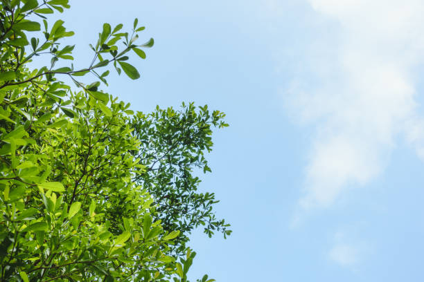 istock Green leaves on tree with blue sky background 1130753857